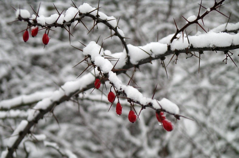 the fruit is hanging off of the tree nch in the snow