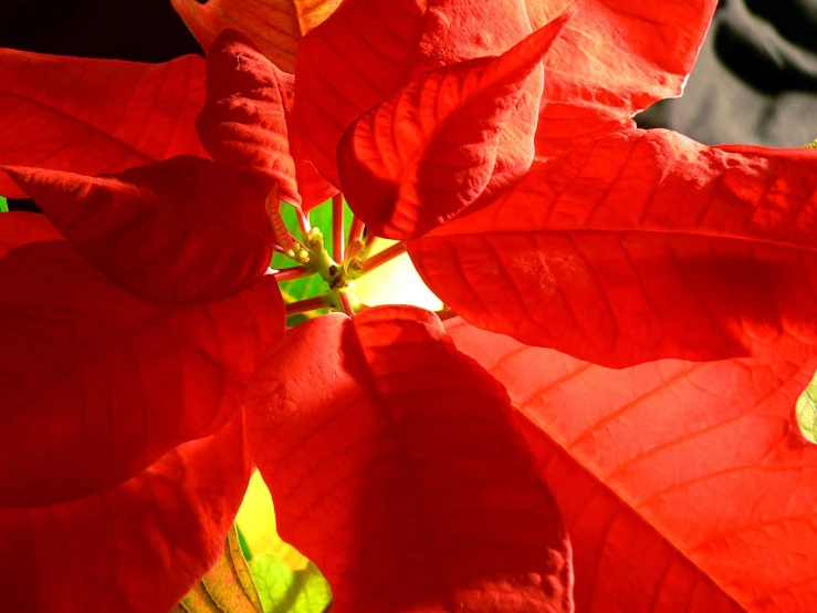 a red poinsettia flower and its green buds