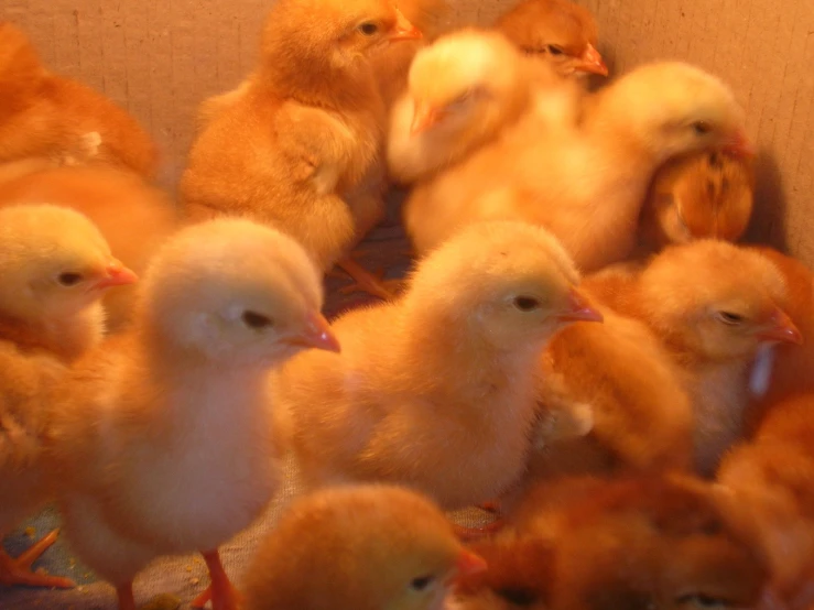 a bunch of chicken that are standing in a box