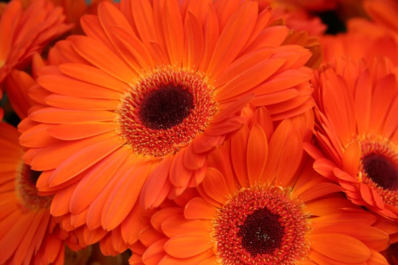 closeup view of orange flowers with red centers