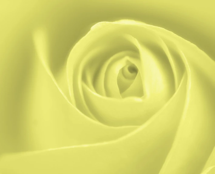 a close up of a yellow flower