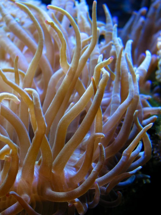 an anemone is growing on the coral outside of its cage