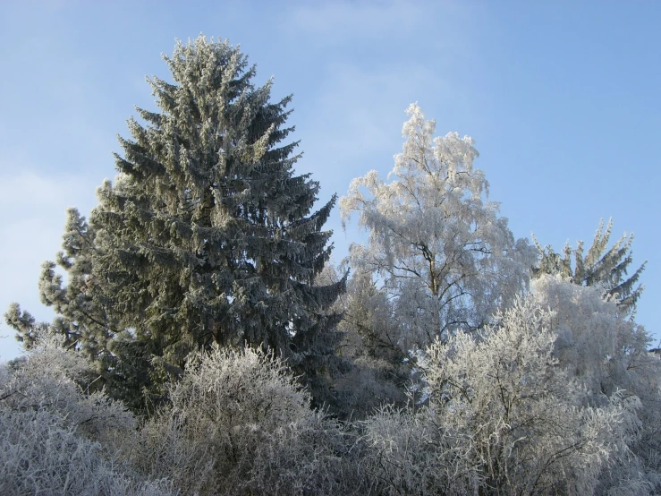 three large trees covered with frost under a blue sky