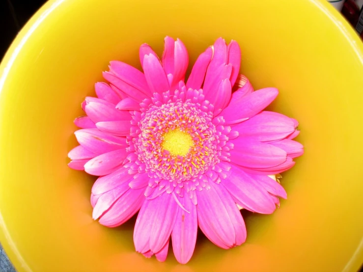 this is pink daisy sitting in a yellow bowl