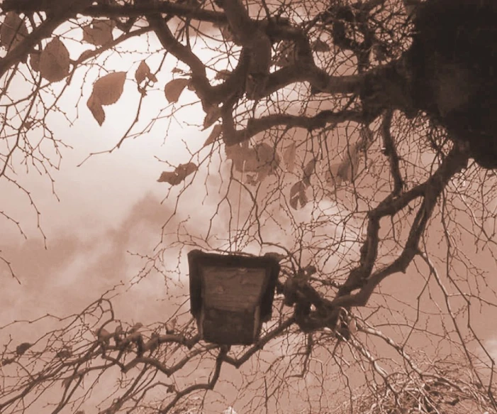 a lantern in front of a tree with sky behind it