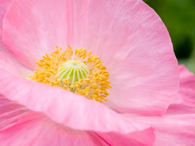 a large pink flower that has yellow center