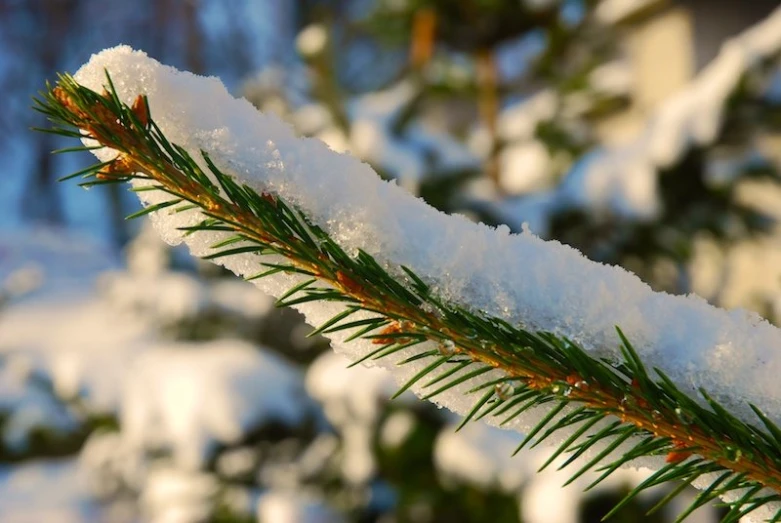 snow is growing on a tree limb with lots of snow