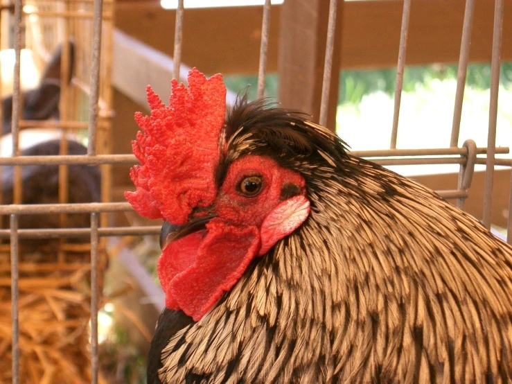 a chicken stands in a cage with other chickens inside