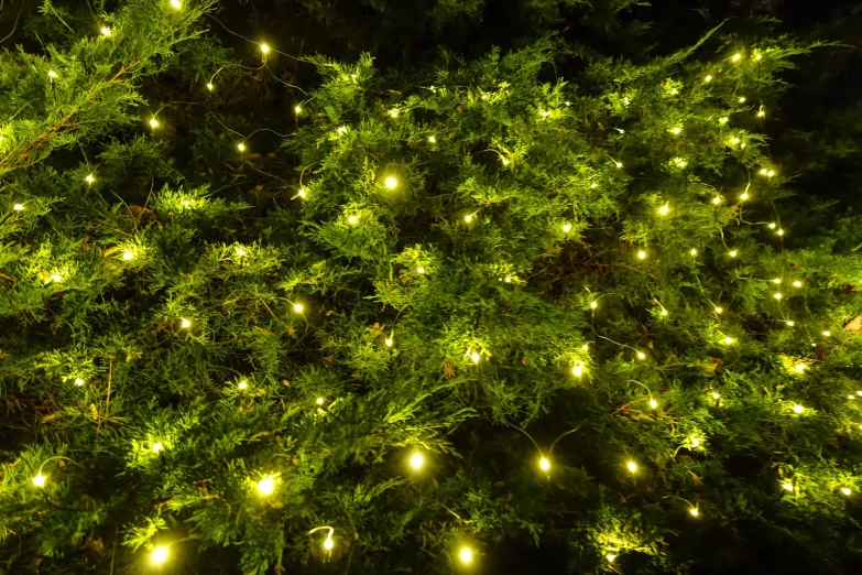 large group of lights on a tree outdoors