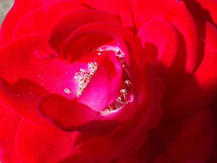 the stamen of the large, majestic red flower