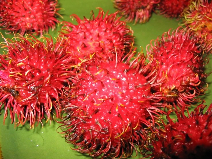 a bunch of red flowers sit on top of a table