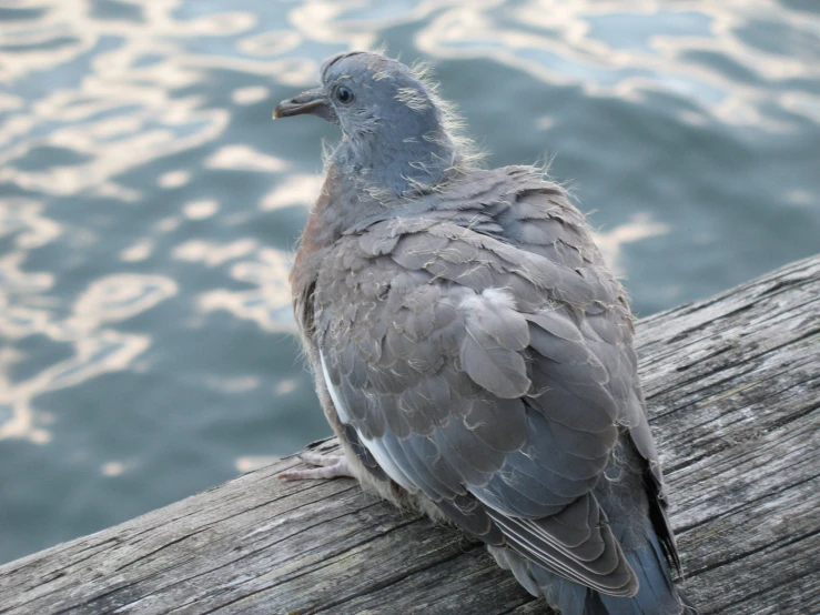 a bird sitting on a wooden beam looking out at the water