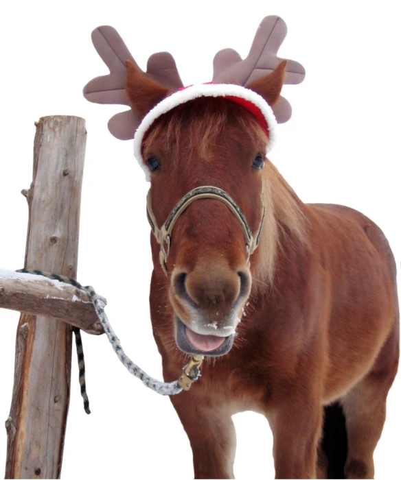 a horse is wearing reindeer hat and tie
