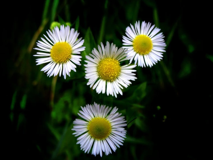 white flowers are growing out of some green grass