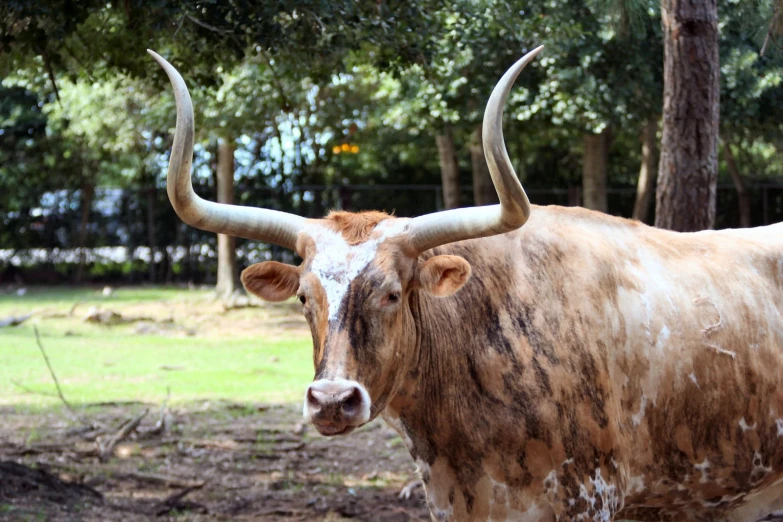 there is a large bull with huge horns in a yard