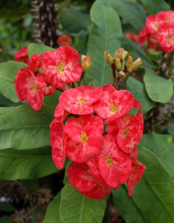 some bright red flowers surrounded by green leaves