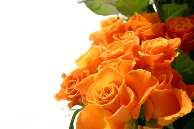 large bunch of orange flowers sitting in a vase