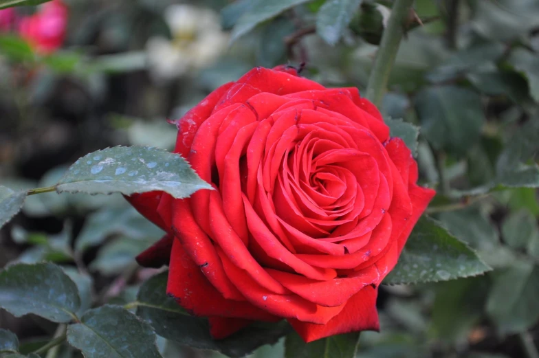 a close up of a rose with leaves and flowers in the background