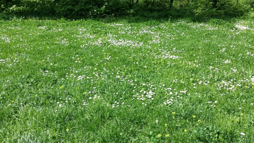 a grassy field with wildflowers, trees and grass in the background