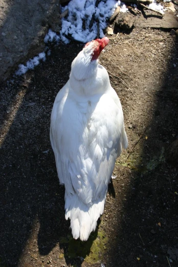 a close up of a white chicken on the ground