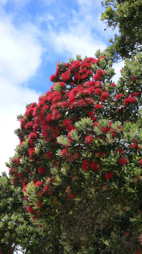 the leaves and flowers on the tree are pink