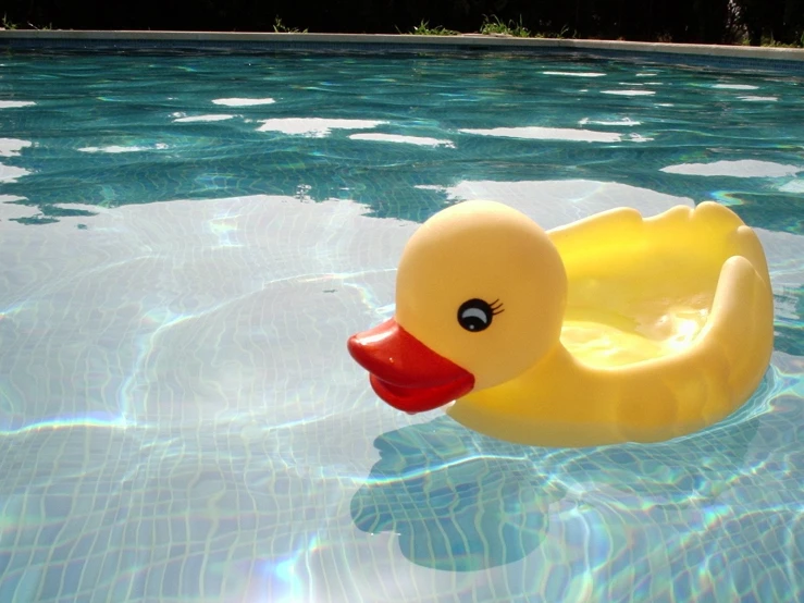 a toy ducky float in a swimming pool