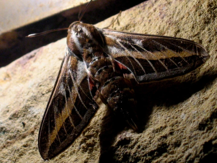 a large moth on the ground next to a tree nch