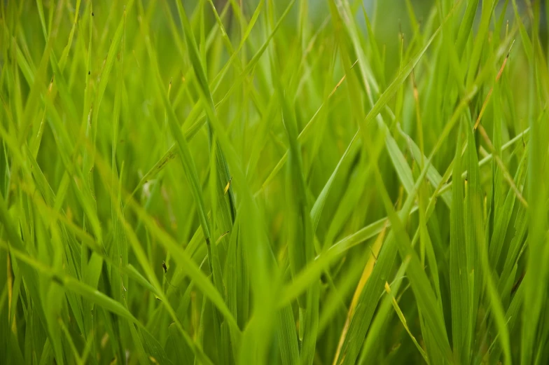 closeup view of tall green grass with lots of plants