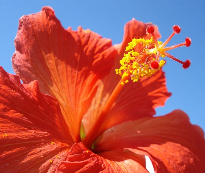 a pink flower is pictured against the blue sky