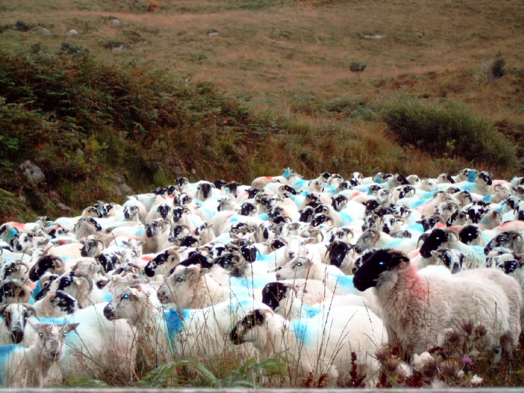 an old field with lots of sheep eating grass