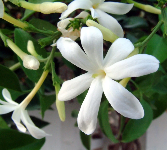 white flower is growing near some green leaves