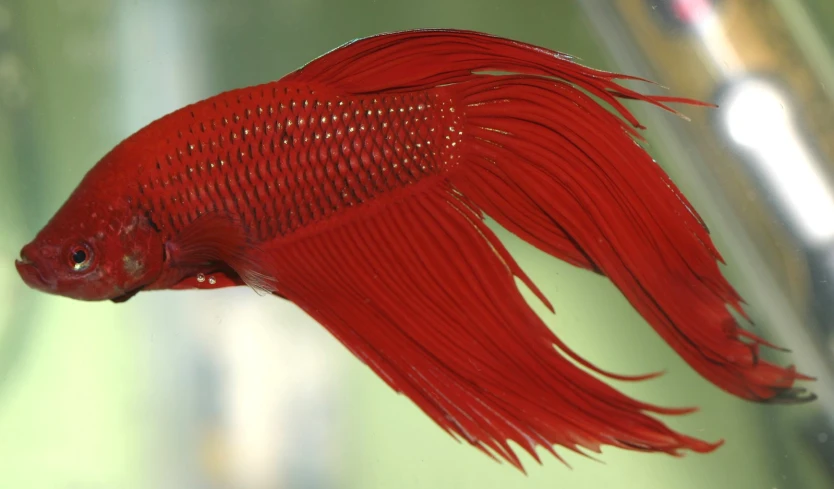 a red, well - liked fish sitting in the water