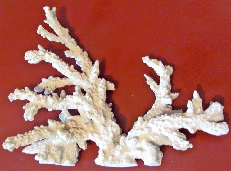 a coral made out of foam on top of a red wall