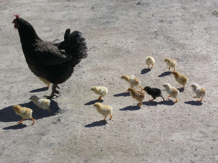 chickens are walking around in a line on the ground