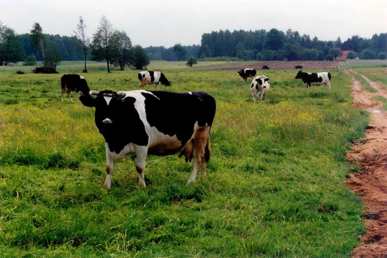 the cows are on a farm in a green pasture