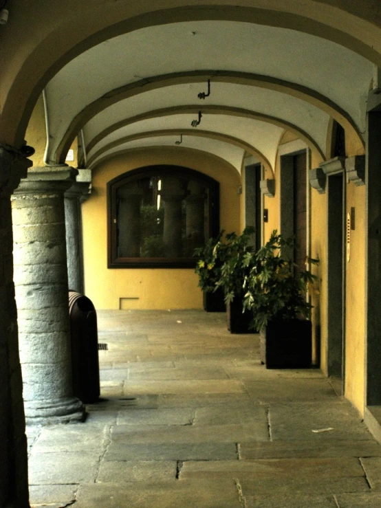 a walkway between two large windows and a tall plant