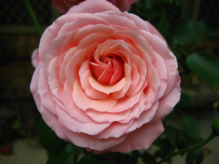 a pink flower is on a plant with a wire fence in the background