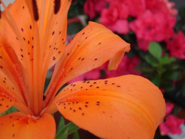 a flower that is in front of some other flowers