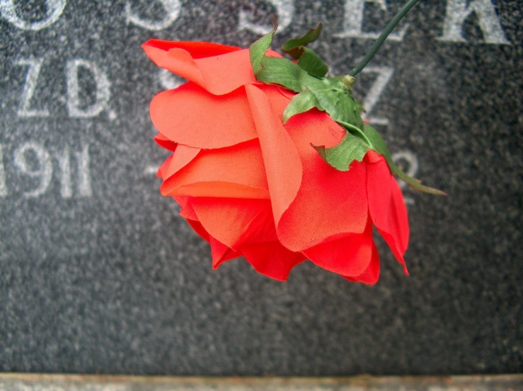 a red rose is placed in the grave of a man