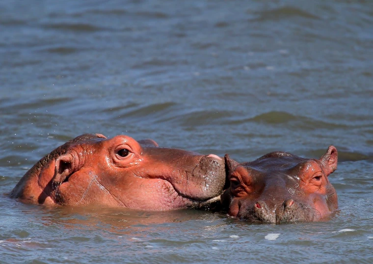 two hippopotamus partially submerged in the water