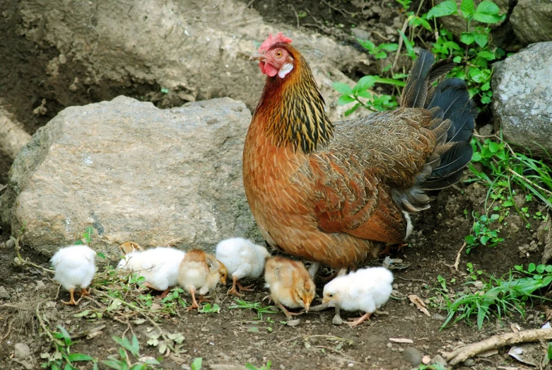 a chicken standing next to her chicks on the ground