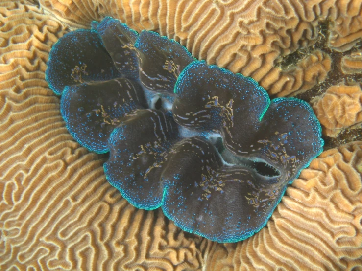 this is a blue ringed coral on the sea