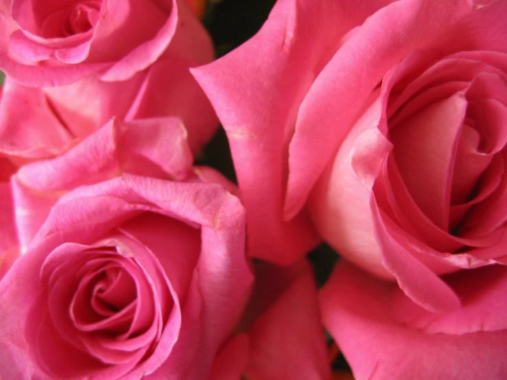 the pink roses are in close up