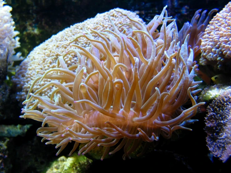 anemone with large white and orange bubbles is among seaweed