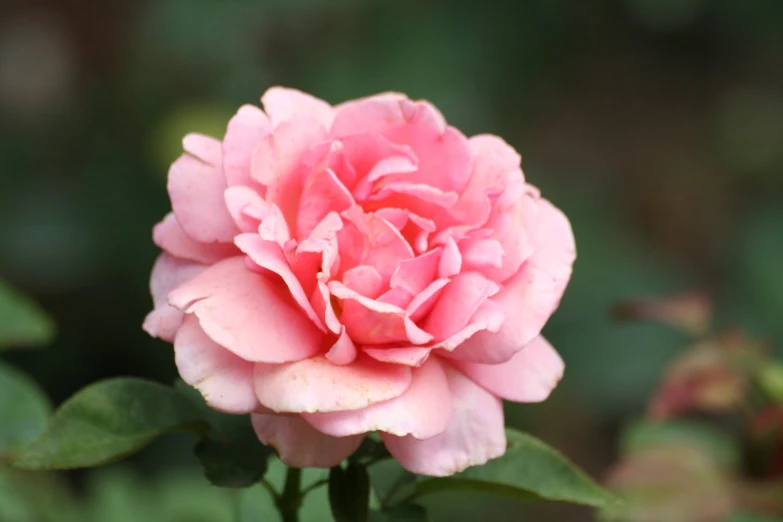 a pink flower that is blooming in the middle of the day