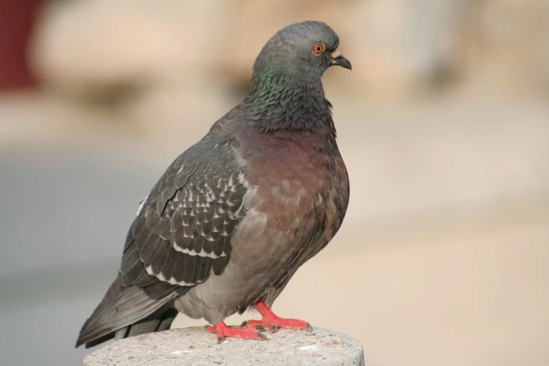 a gray and black bird sitting on top of a cement pillar