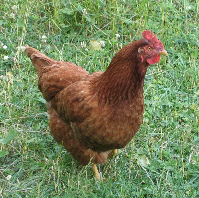 a hen in some grass by some bushes