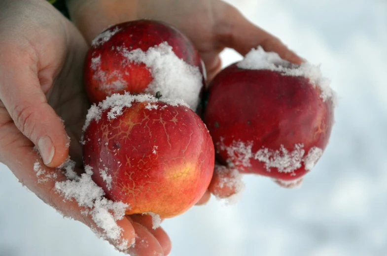 hands holding apples covered in powder and snow