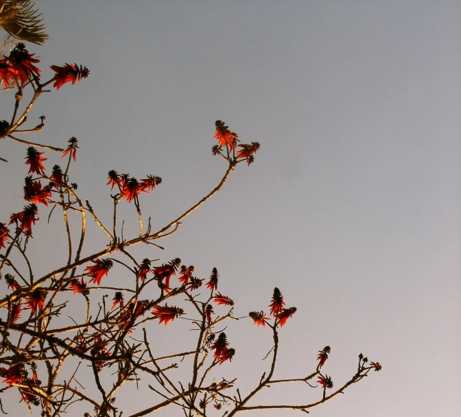 a small nch with red flowers on it