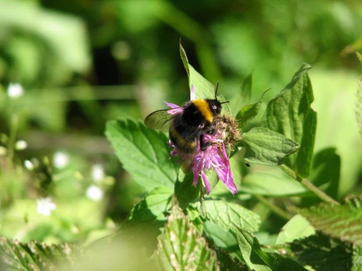 there is a bee that is on top of the flower